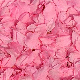 Розовые лепестки роз